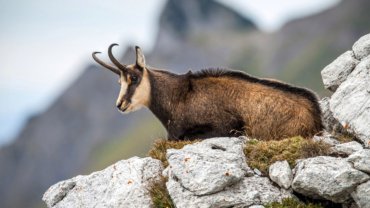 Chamois fact sheet