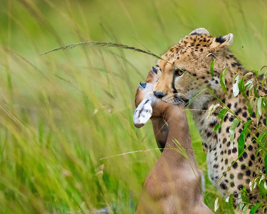 Cheetah with prey