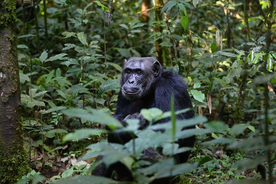 Chimpanzee in the rainforest