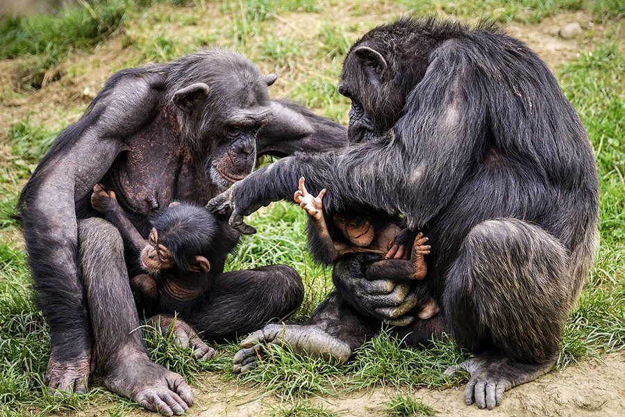 Chimpanzee mothers and babies