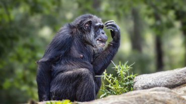 Chimpanzee fact sheet