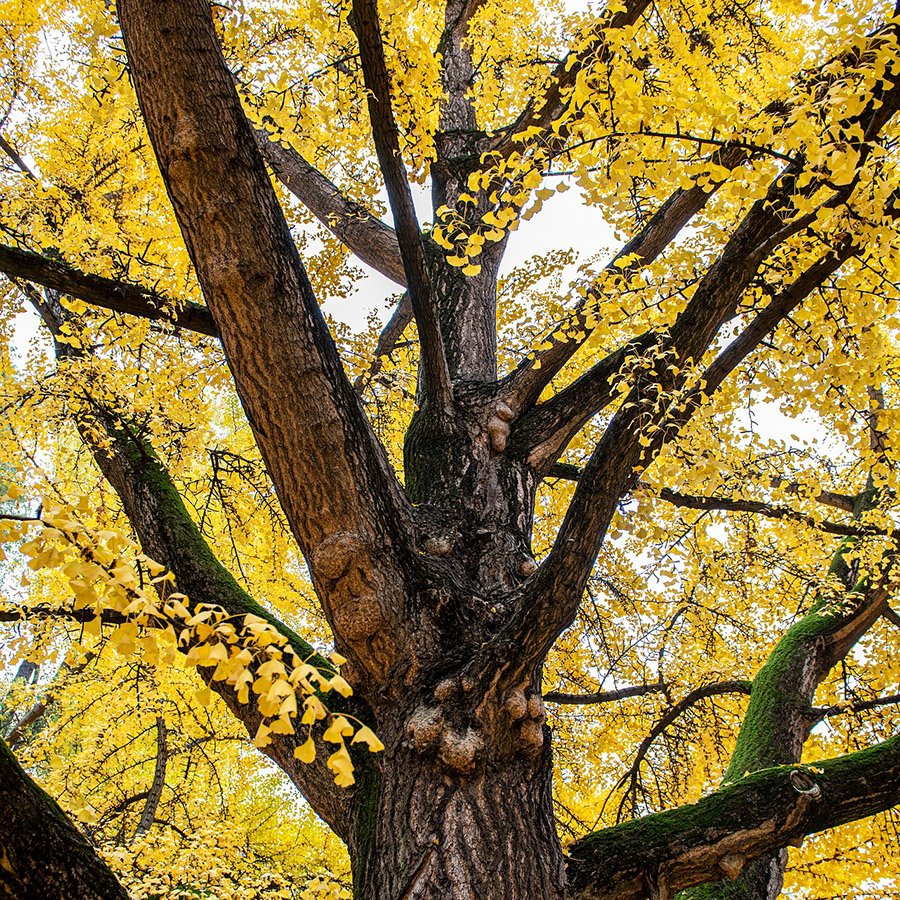 China Gingko