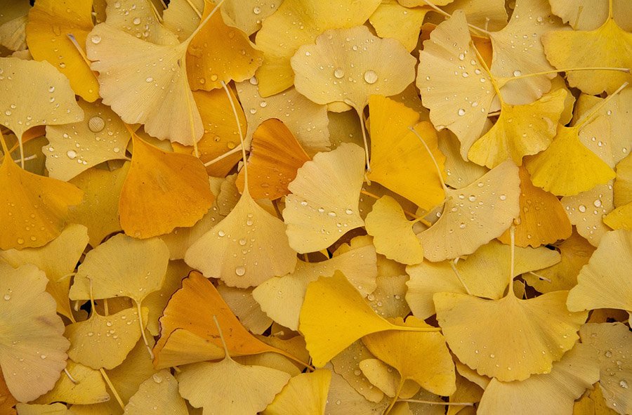 China Gingko leaves