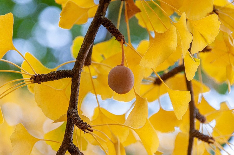 China Gingko fruit