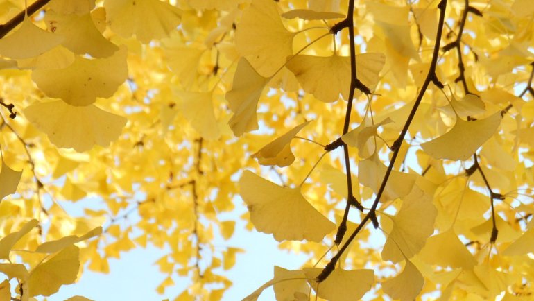 China Gingko - National tree