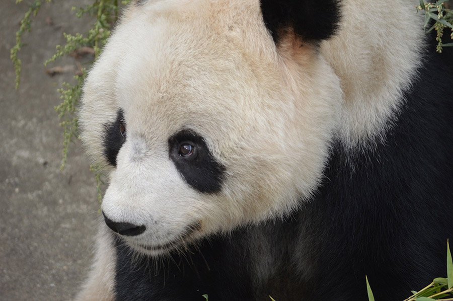 China Panda 