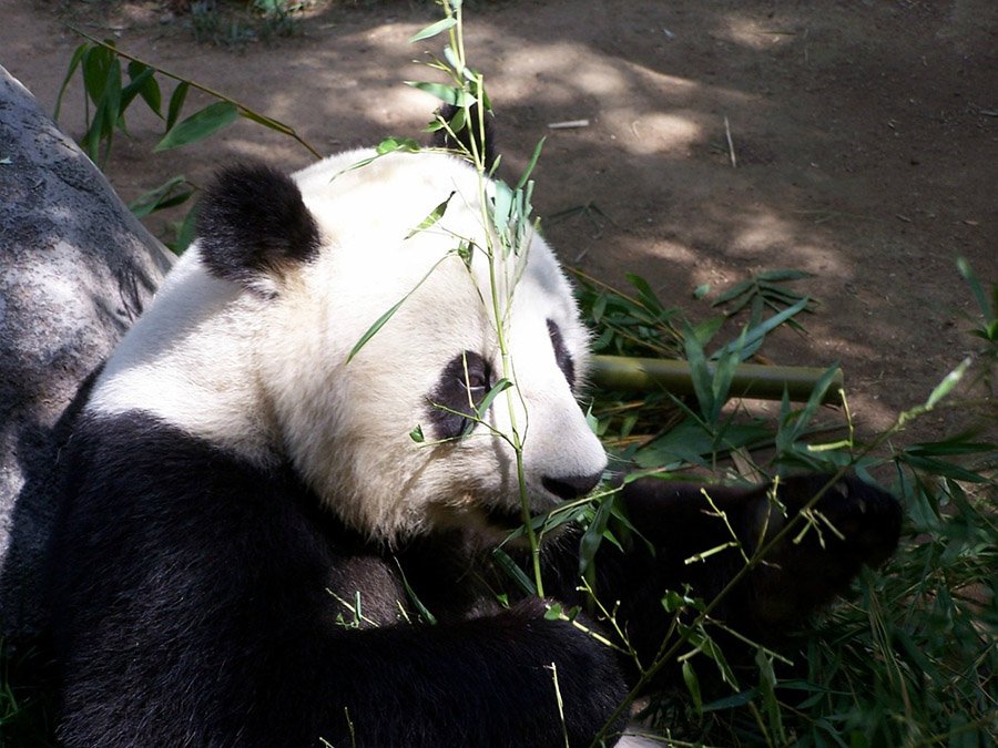 China Panda 