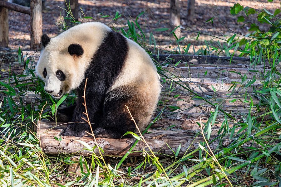 China Panda 