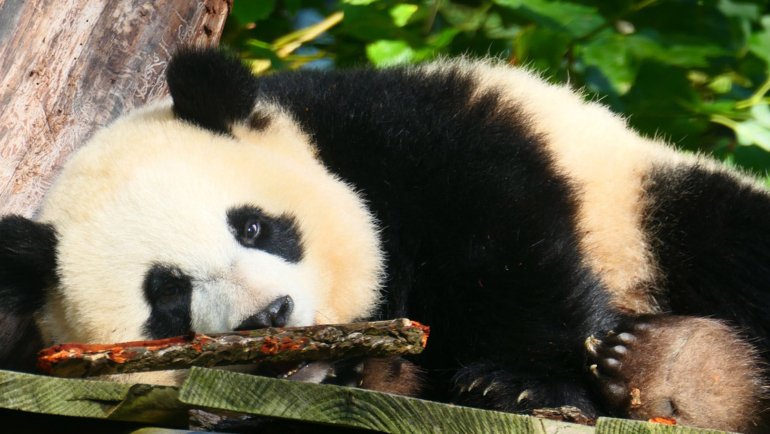 China Panda - National animal