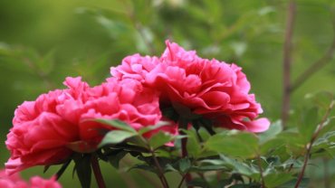 China Peony national flower