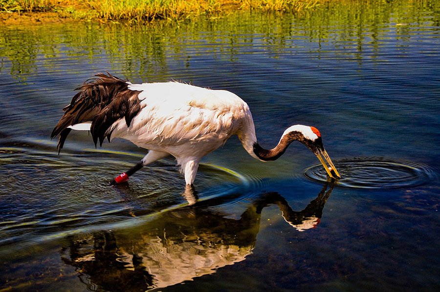 China Red Crowned Crane