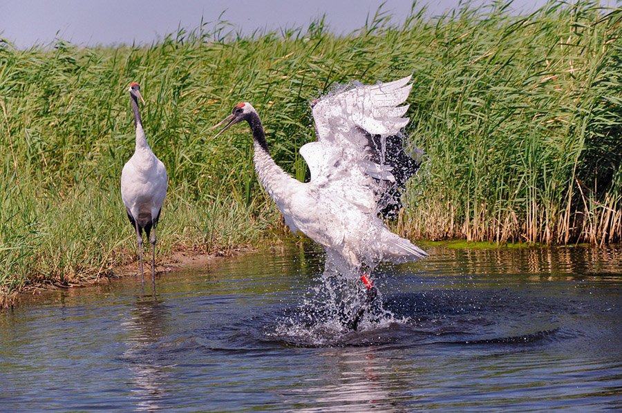 China Red Crowned Crane