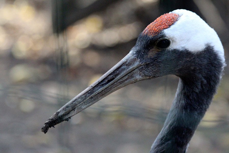 China Red Crowned Crane