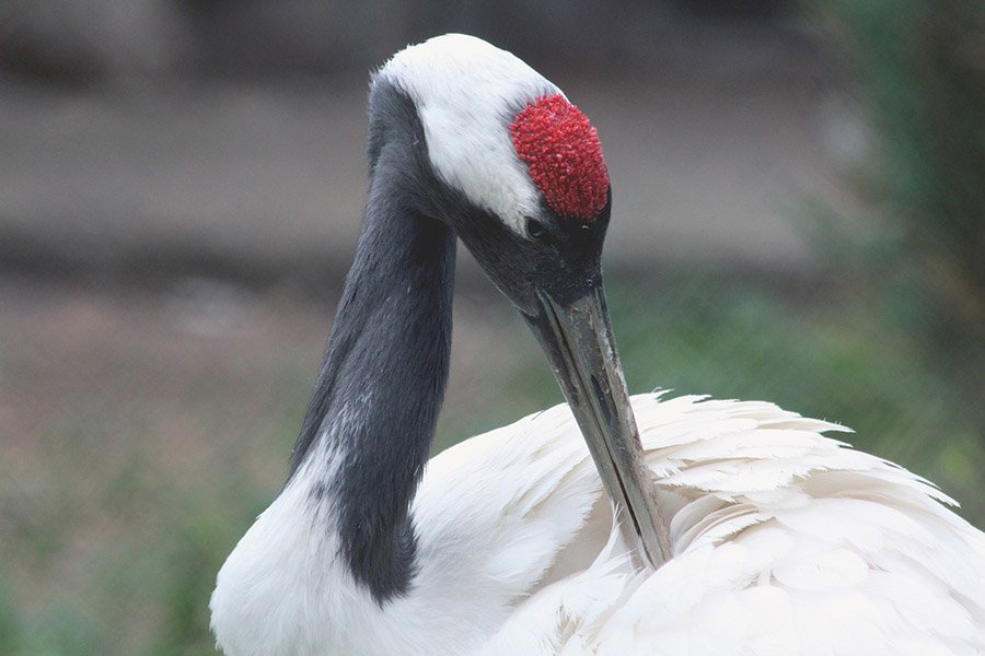 China Red Crowned Crane