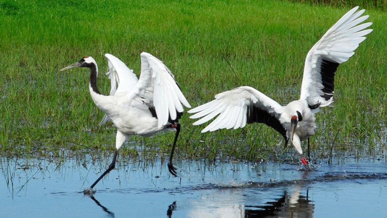 China Red Crowned Crane - National Bird