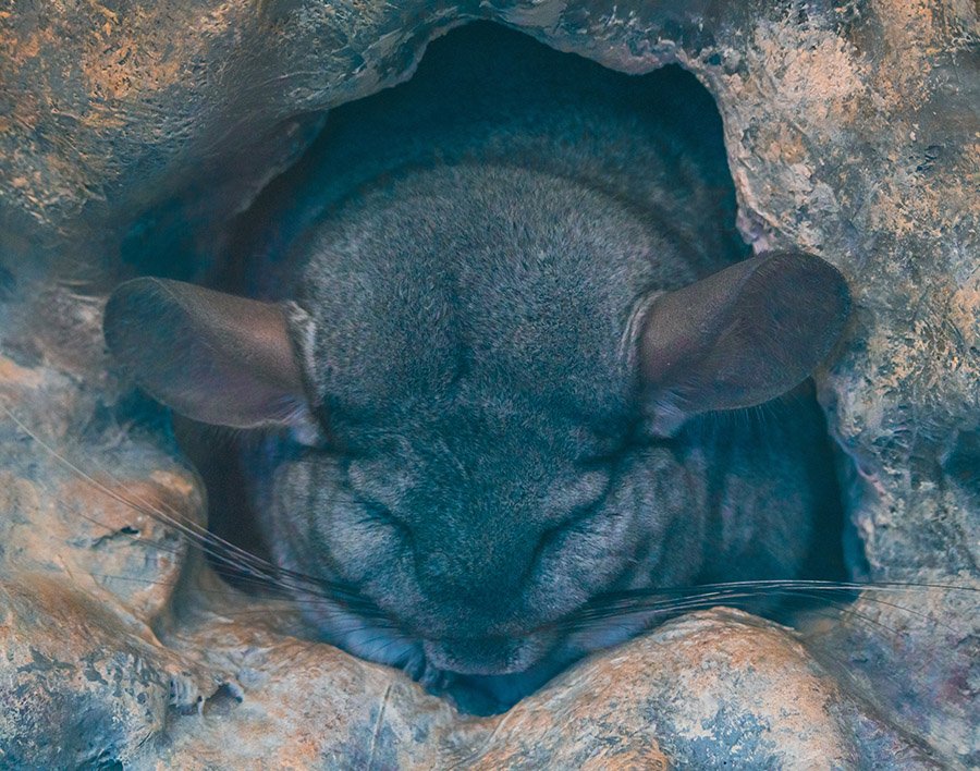 Chinchilla in rocks