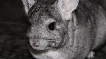 Chinchilla fact sheet