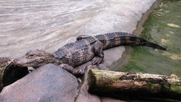 Chinese alligator fact sheet