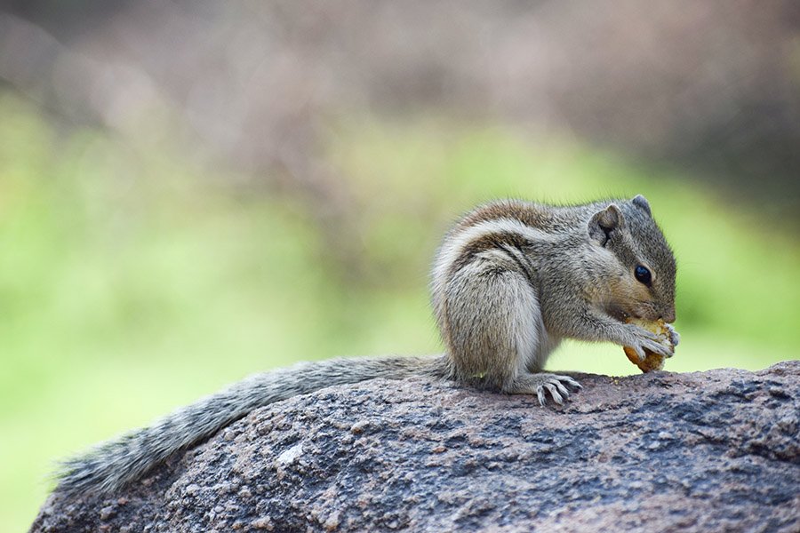 Chipmunk eating