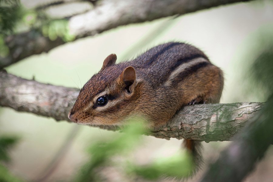 Chipmunk on a branch