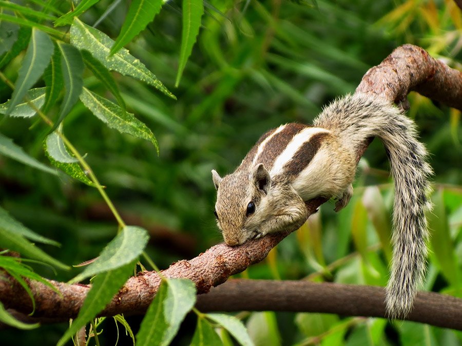 Chipmunk in a tree