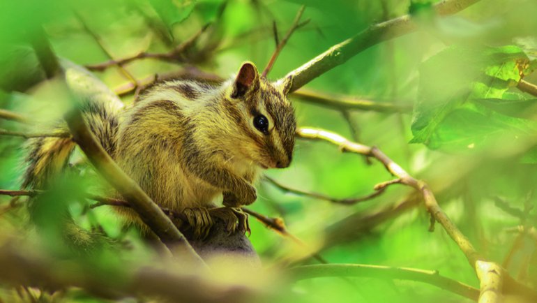 Chipmunk fact sheet