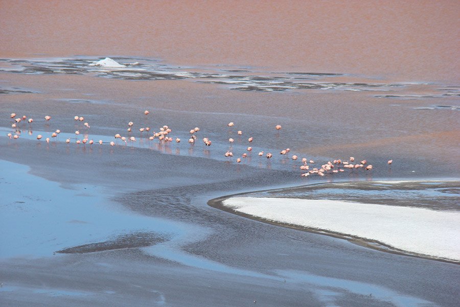 Colony of flamingos on Laguna Colorada