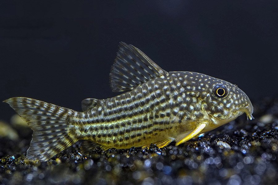 Corydoras catfish