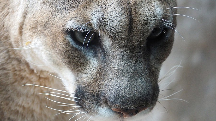 Cougar close up