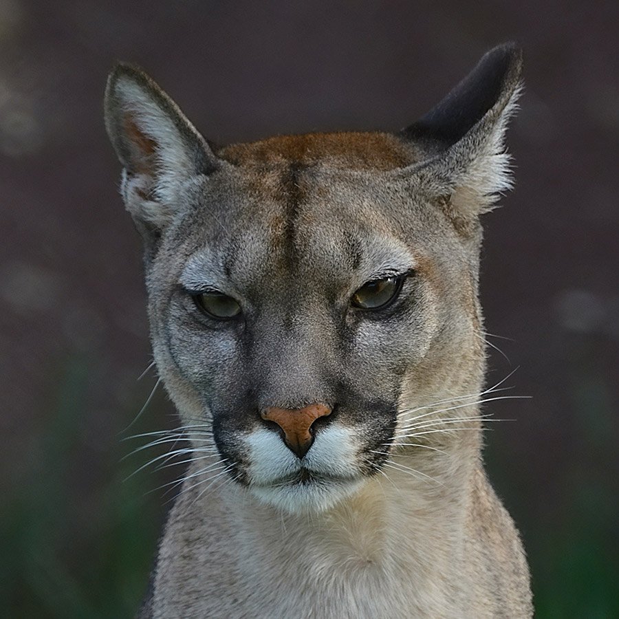 Cougar portrait