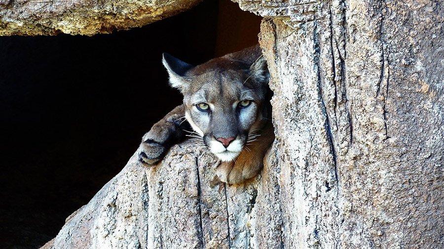 Cougar resting in rocks