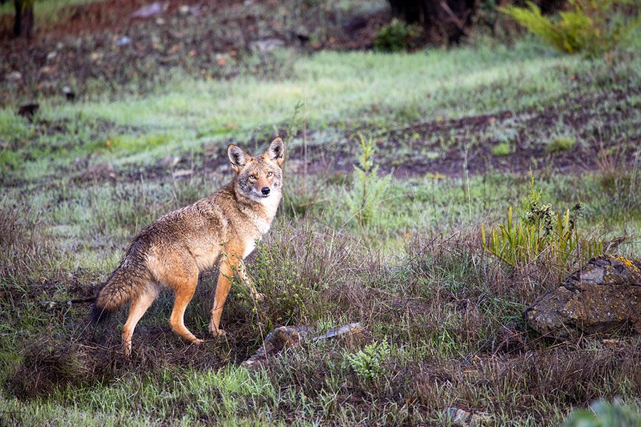 Coyote in the grass