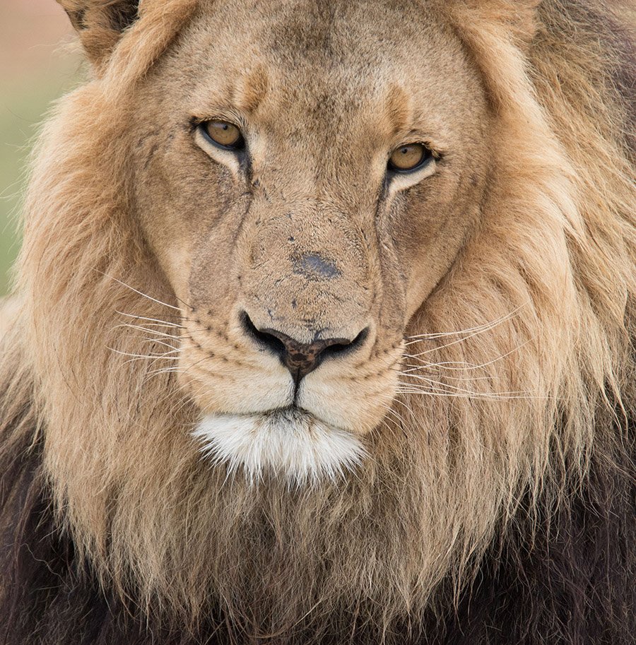 Eyes of a male lion