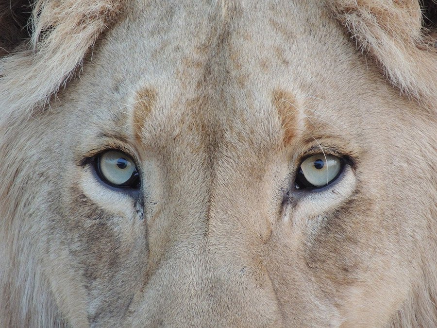 Eyes of a white lion