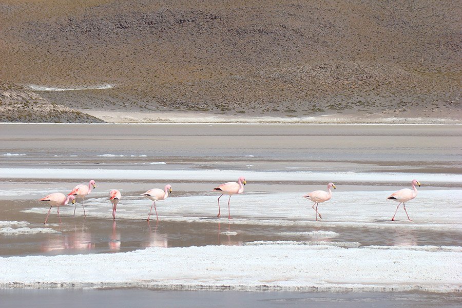 Flamingos at Laguna Chiar Khota