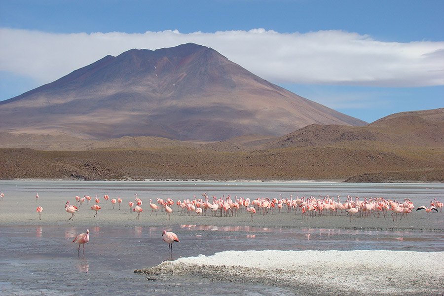 Flamingos at Laguna Hedionda