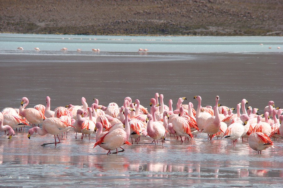 Flamingos at Laguna Hedionda