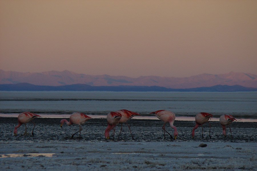 Flamingos at Uyuni Salt Flats