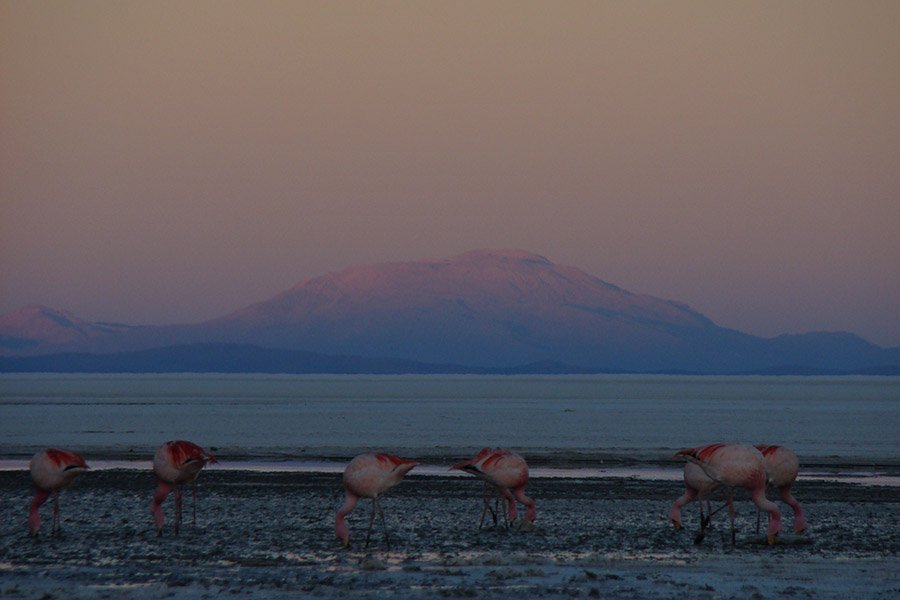 Flamingos at Uyuni Salt Flats