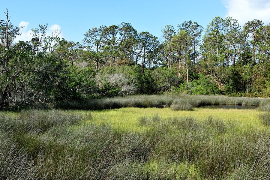 Florida landscape