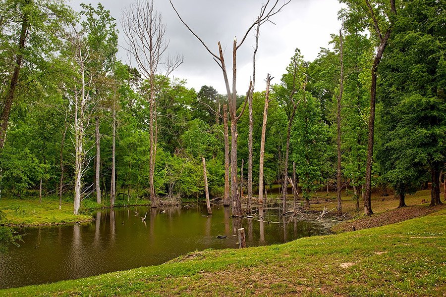 Forest and pond in Alabama