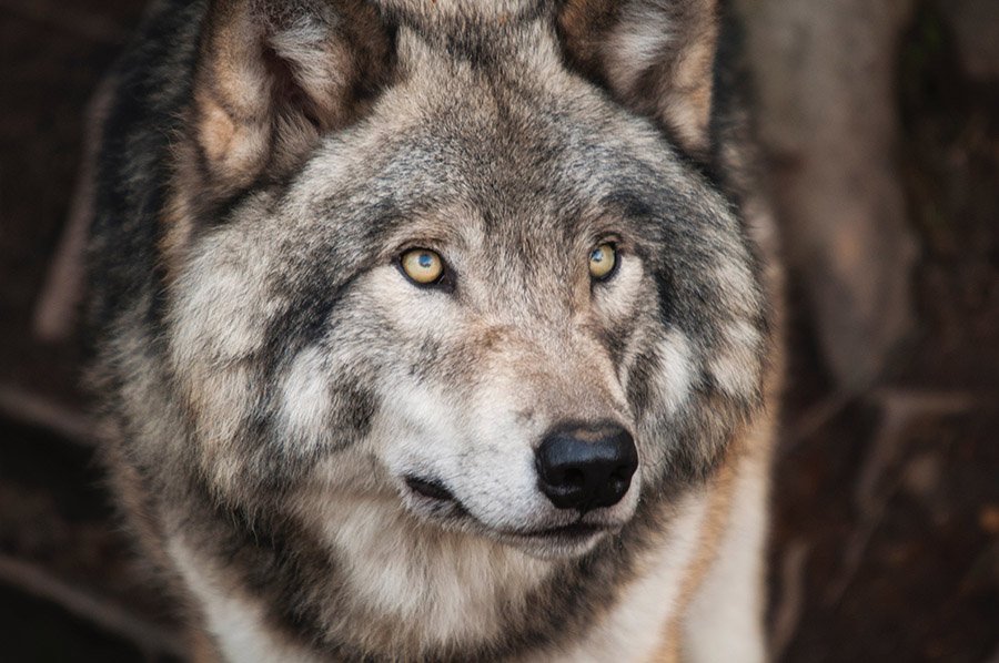 Gray wolf Alaska