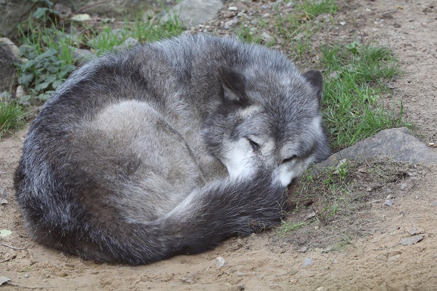 Gray wolf (Canis lupus occidentalis)