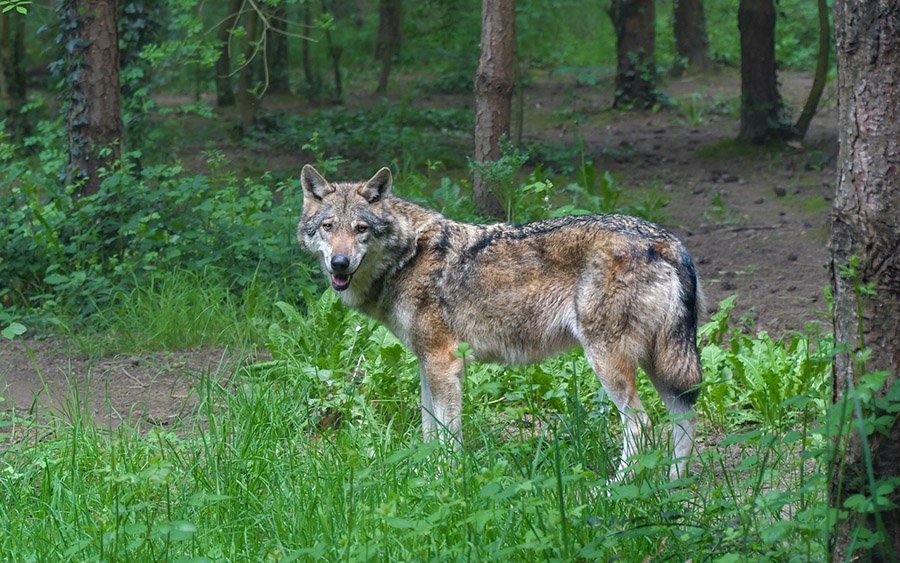 Gray wolf in the forest