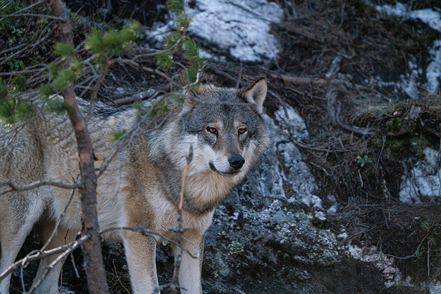 Gray wolf in the wild