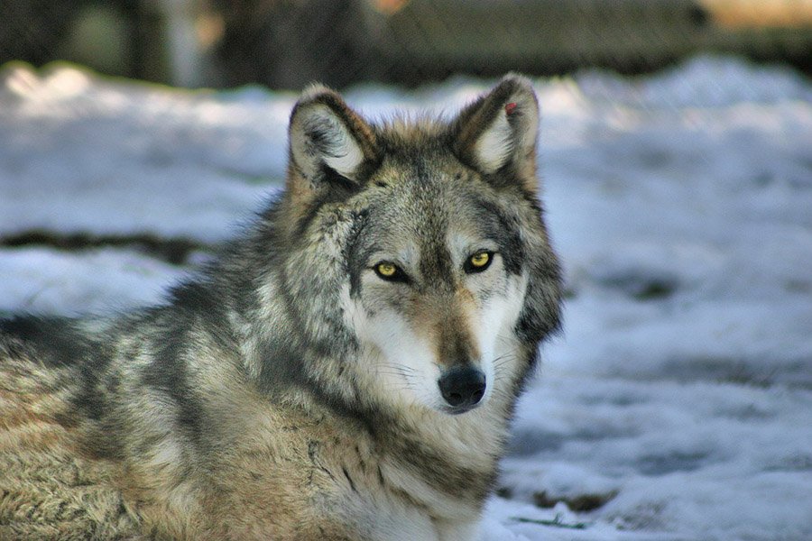 Gray wolf relaxing