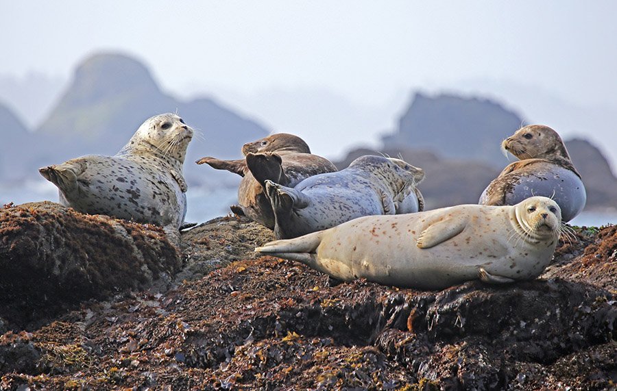 Group of seals