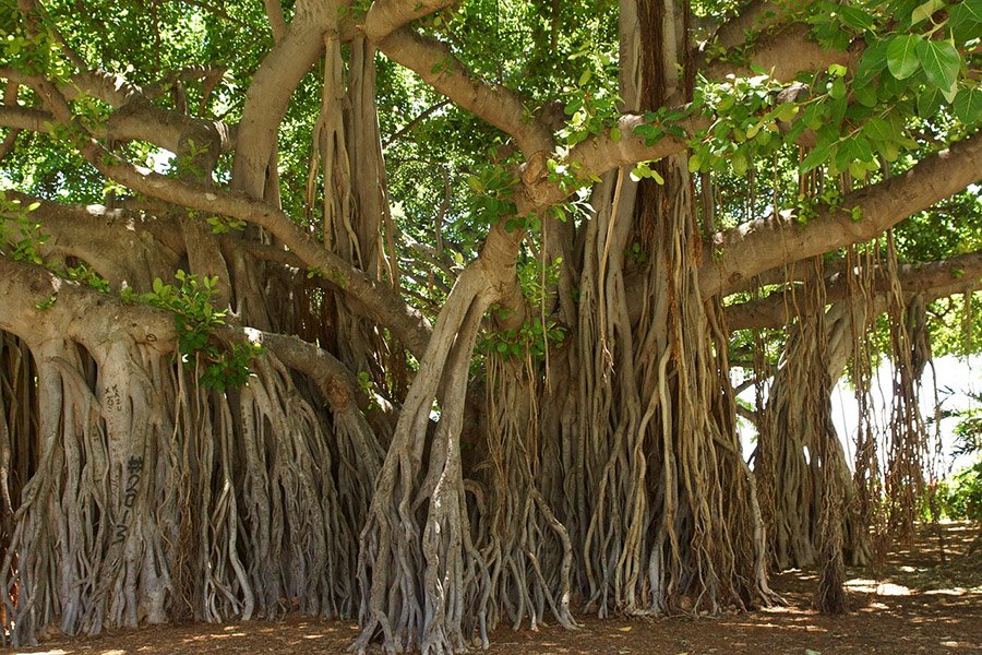 India Banyan Tree 