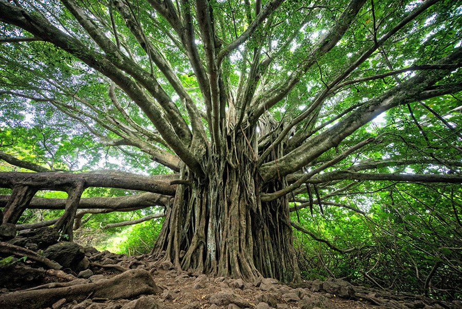 India Banyan Tree 