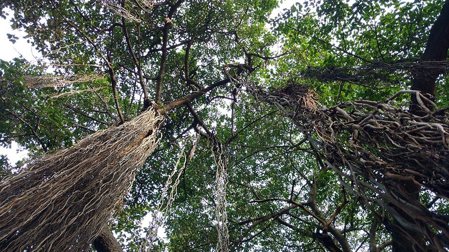 India Banyan Tree 